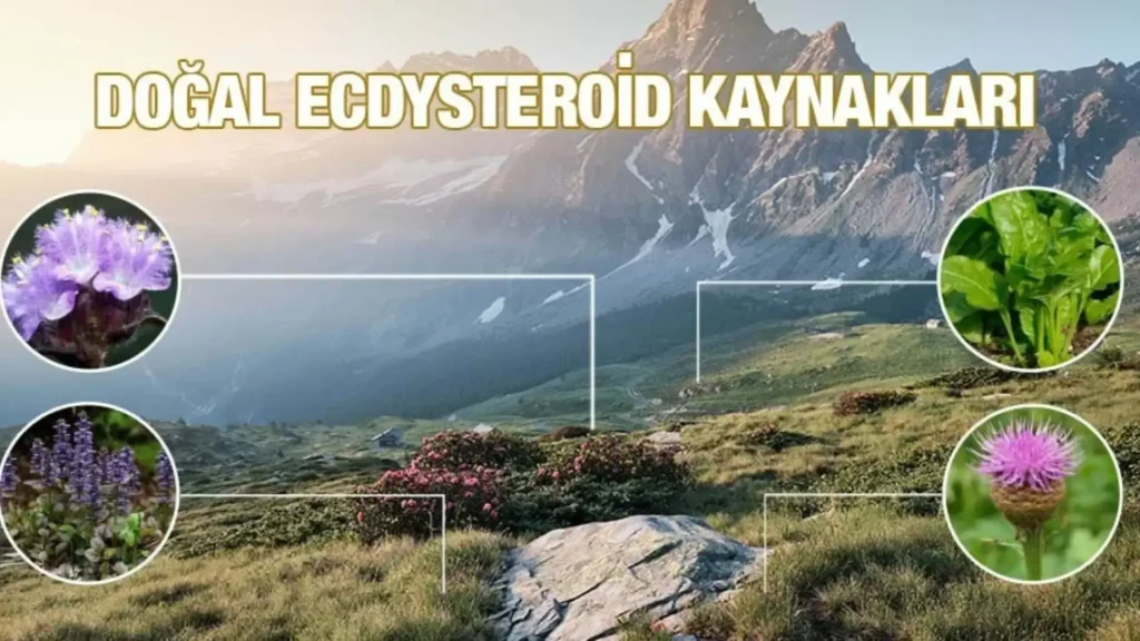 Ecdysteroid nedir